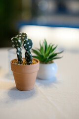 fake cactus succulent plant in a clay pot