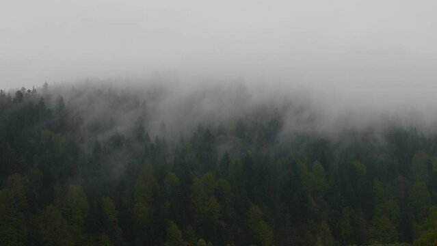 Timelapse with fog covering forest on hill
