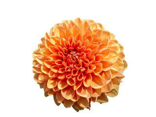 Vivid Yellow and Orange Dahlia Flower Blossom Isolated on White Background - Botanical Beauty in Full Bloom