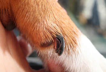 Split dew claw on dog paw. Close up of puppy dog dewclaw broken. Dog first aid concept and when to visit veterinarian for nail or claw injuries. Female Harrier mix. Selective focus. - obrazy, fototapety, plakaty