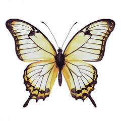 Watercolor painting of a butterfly. The butterfly has light yellow wings with dark brown markings. The body is black., humorous style