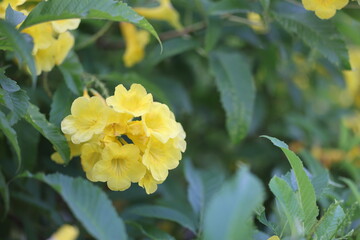 Flowers in a park in Ho Chi Minh City, Vietnam, On march 4, 2024