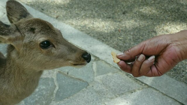 Nara deer fauna refuse to eat cracker from tourist hand Japan poppular attraction 4k