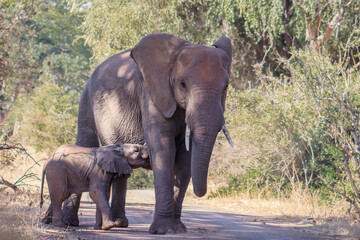 Fototapeta na wymiar African bush elephant (Loxodonta africana) herd, Kruger National Park, South Africa