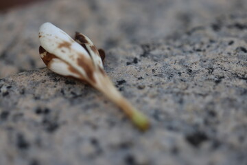 Dead flower on sidewalk in Saigon, Vietnam on March 4, 2024