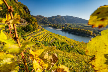 Blick von den Weinbergen im Herbst auf die Donau, buntes Laub prägt die Landschaft in der Wachau