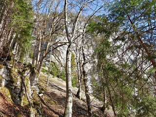 trees in the forest mountains