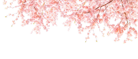Cherry Blossom Banner © Ann