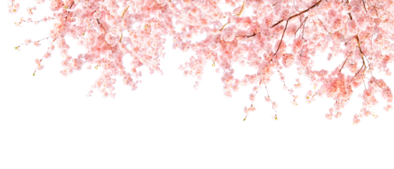 Cherry Blossom Banner