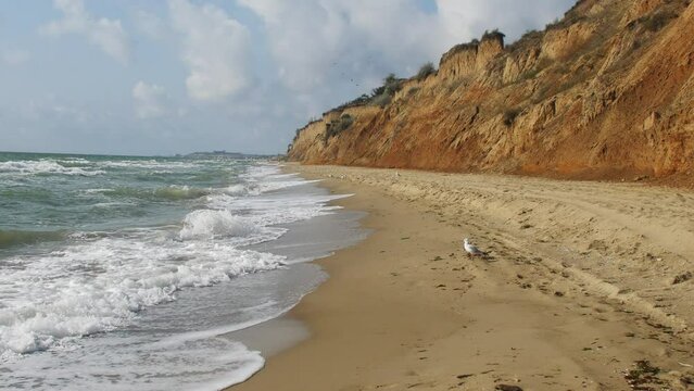 POV, walking after seagull on the beach
