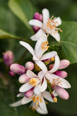 Lemon bud, unopened part of a lemon flower. initial stage of the flower before it fully opens....