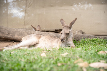 Sleepy kangaroo lying on the grass and chilling, australian native wildlife