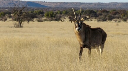 Roan antelope bull on the Mokala National Park grassland. 