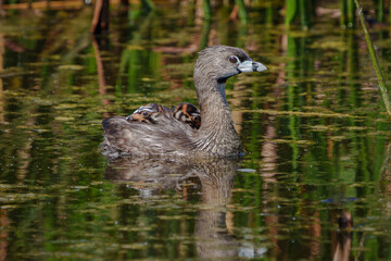 Pied-billed Grebe with her chicks on her back