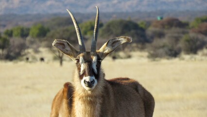 Portrait of an adult Roan antelope (Hippotragus equinus).  - obrazy, fototapety, plakaty