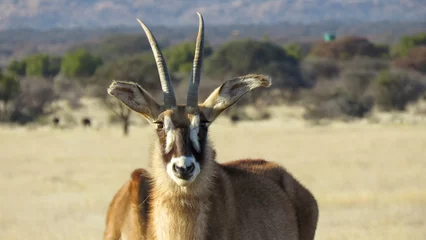 Zelfklevend Fotobehang Portrait of an adult Roan antelope (Hippotragus equinus).  © Adrian