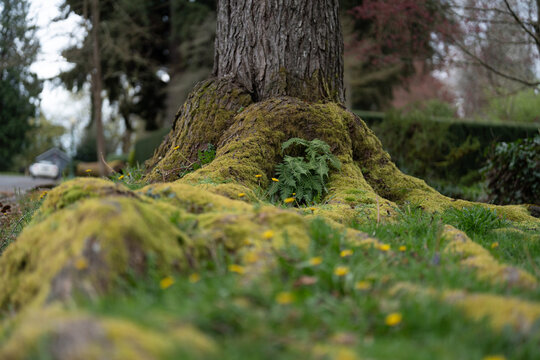maple trunk, moss and fern