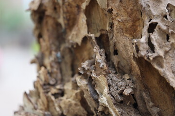 The wood of a tree in Saigon, Vietnam on march 4, 2024