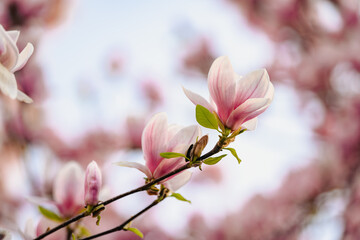 Flowers magnolia