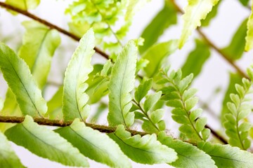 Asian sword fern (Nephrolepis brownii) plant on white background