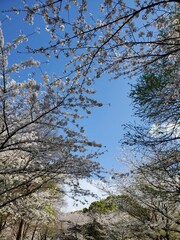 サクラ