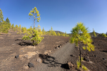 Lava fields and Canarian pine. Mirador de Samara. Tenerife. Canary Islands. Spain