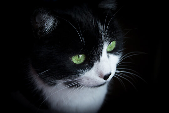 Portrait of black and white cat about 7 years old