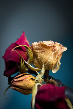 One yellow rose and two dried red ones