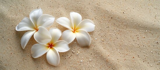 Fototapeta na wymiar exquisite white plumeria flowers lay gracefully on a sandy beach, surrounded by serene seashells and grains of sand.