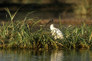 Ibis sacré,.Threskiornis aethiopicus, African Sacred Ibis