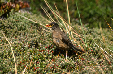 Merle austral,.Turdus falcklandii, Austral Thrush, Iles Falkland, Malouines