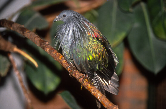 Pigeon nicobar, Nicobar &agrave; camail, Caloenas nicobarica, Nicobar Pigeon, Asie , Oc&eacute;anie