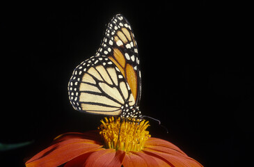 Fototapeta na wymiar Papillon , Monarque , Danaus plexippus