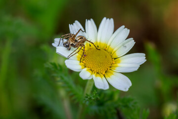 Spider on a daisy.