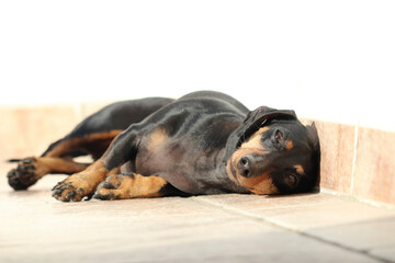 Un perro descansa al sol en una terraza - obrazy, fototapety, plakaty