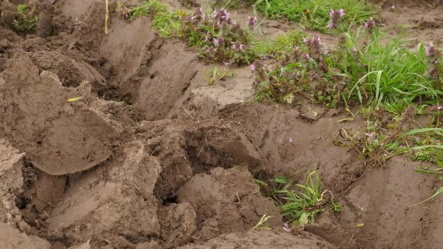 The agricultural plot is dug up with a shovel. Manual tillage.