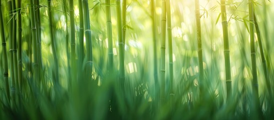 A dense bamboo forest captured in a blurry motion, showcasing the tall bamboo trees swaying gently in the wind.
