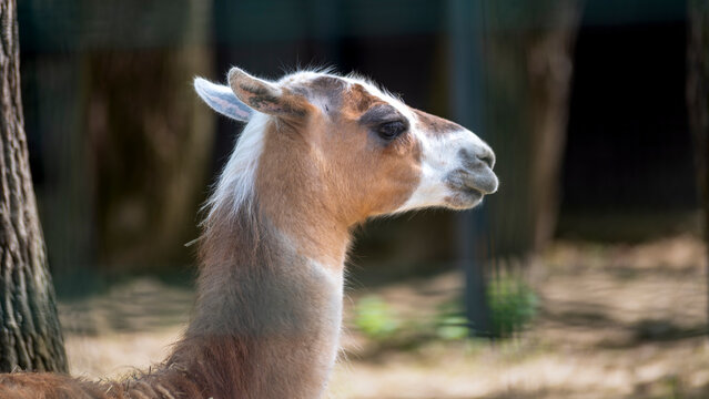 close up of a alpaca