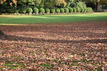 Feuilles mortes au Jardin du Luxembourg en automne à Paris. France - 779077799