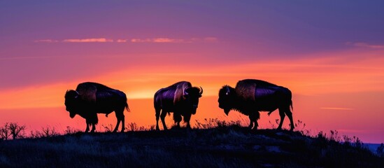 A group of three bison stands atop a hill, their silhouettes visible against the sky.