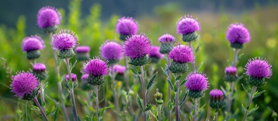 Fototapeta premium A bunch of purple Bull thistle flowers clustered together in a field.