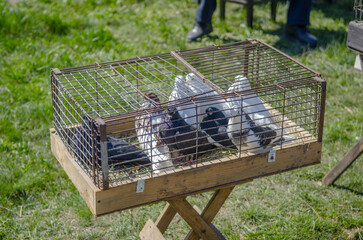 Pigeons in a cage. White pigeons in a cage at a farm animal fair