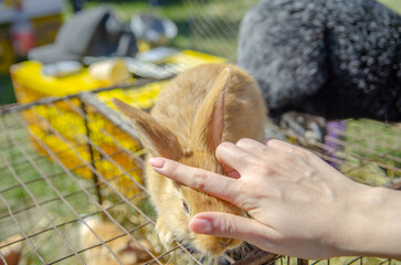 A girl strokes a ginger rabbit