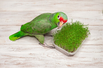 green Amazon parrot at a tray with fresh microgrowth sprouts