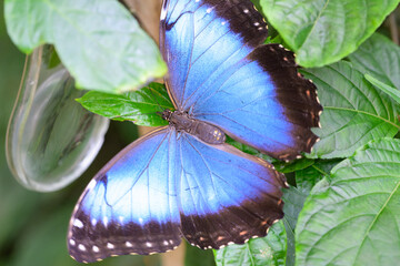 Grand papillon Morpho peleides aux ailes bleues et noires posé sur des feuilles vertes