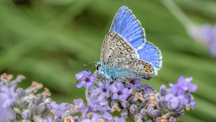 Nahaufnahme eines himmelblauen Bläuling (Polyommatus bellargus), sitzt auf der Blüte einer Lavendel Pflanze, seitliche Aufnahme