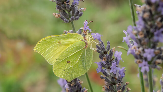 Nahaufnahme eines Zitronenfalters (Gonepteryx rhamni) der Nektar aus der Bl&uuml;te des Lavendels trinkt