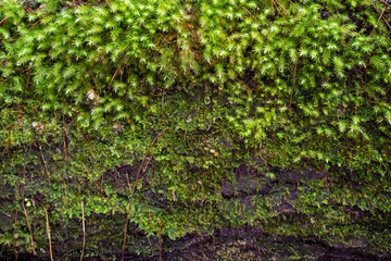 Green moss grows on the bark of a tree, in a public or natural park. The tree is covered with moss due to the high humidity of the climate. Textured natural background.