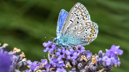 Nahaufnahme eines himmelblauen Bläuling (Polyommatus bellargus), sitzt auf der Blüte einer Lavendel Pflanze, seitliche Aufnahme