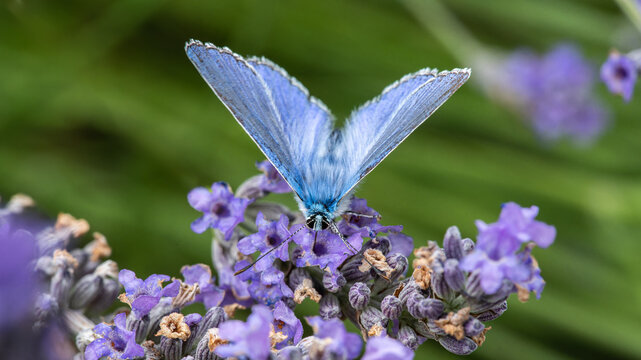 Nahaufnahme eines himmelblauen Bläuling (Polyommatus bellargus), sitzt auf der Blüte einer Lavendel Pflanze,  Aufnahme von vorne